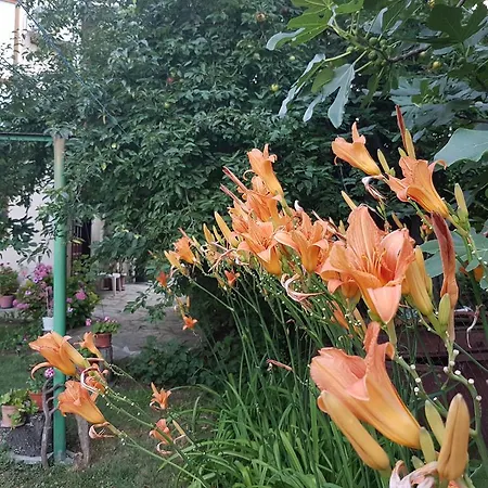 Veselina 3* Приморско
